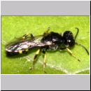 Crossocerus quadrimaculatus - Grabwespe m06 7mm.jpg